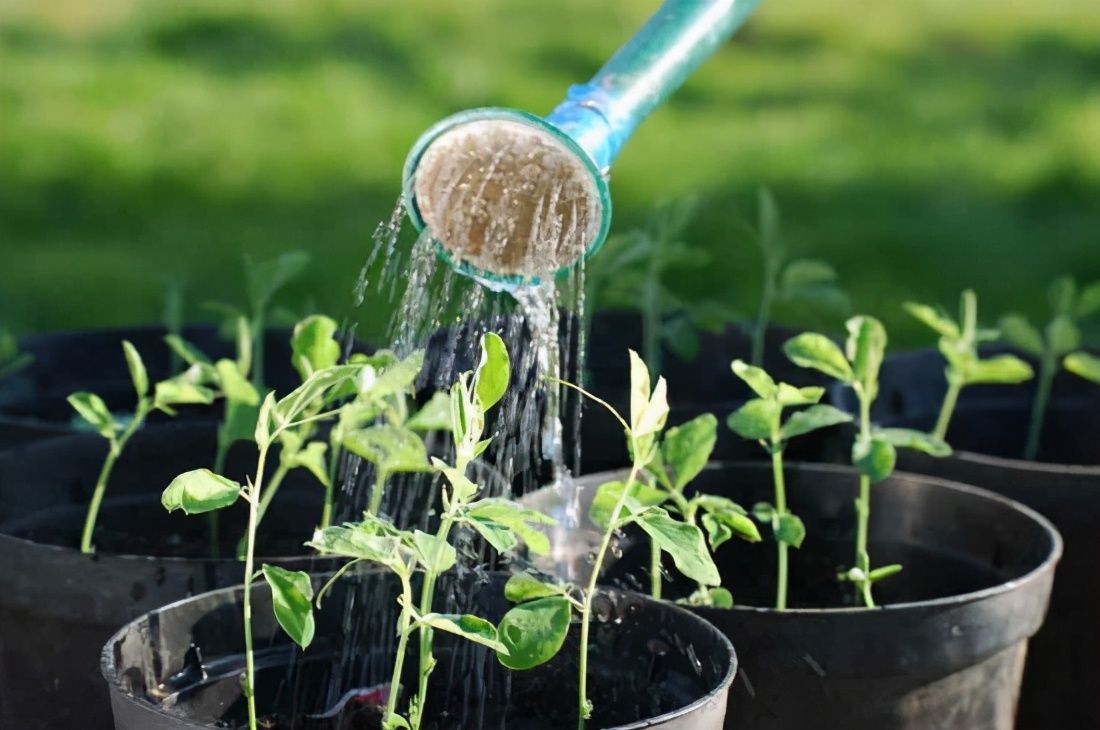浇花必懂知识:“见干见湿”和“干透浇透”有什么区别