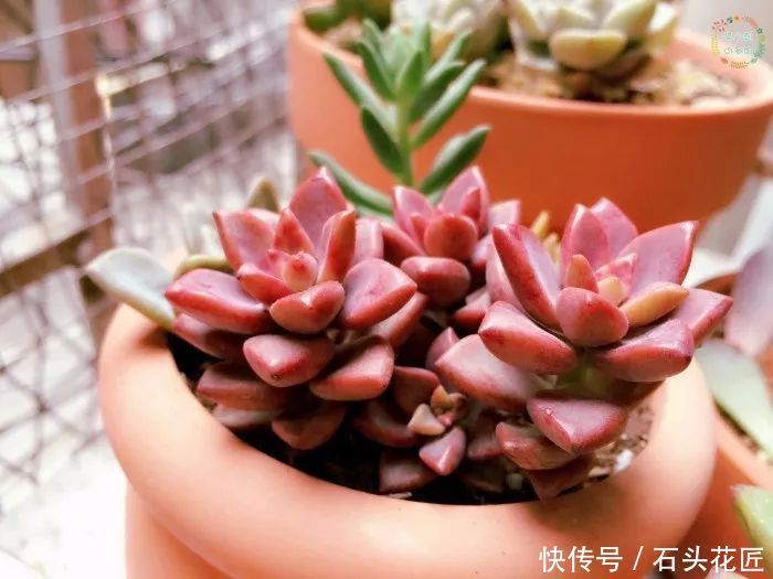 皮实|多肉养1盆死1盆,推荐5个“皮实”品种,一养就爆盆
