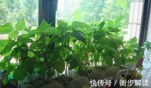 除了花盆之外,这些东西也是绝佳的养花神器,你用过吗?