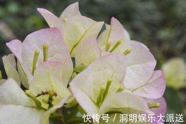 养护|夏天想要养好三角梅,想要它开花不断,几点养护很关键