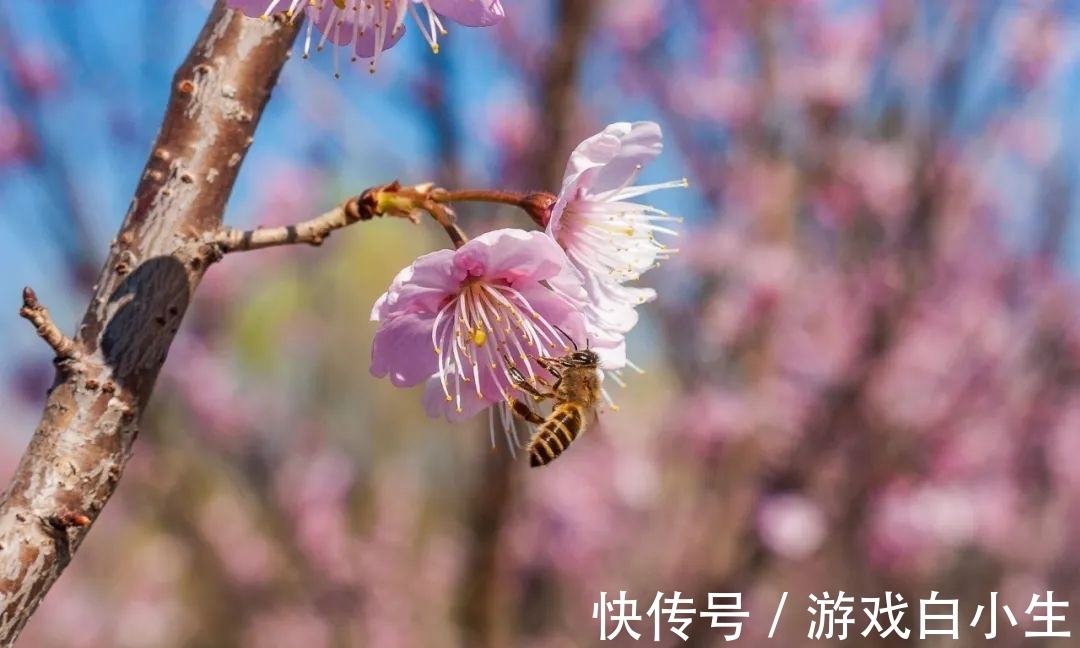 唐·李白&春风不畏寒