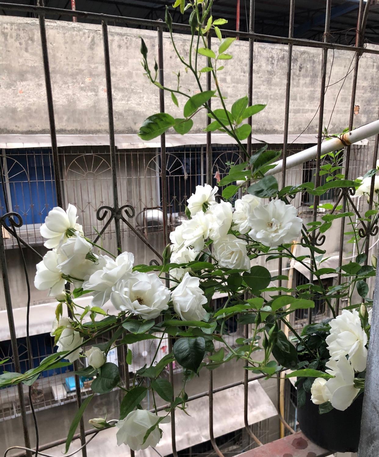 月季花|阳台也能养的藤本月季，丰花勤花，能给你一面美丽花墙