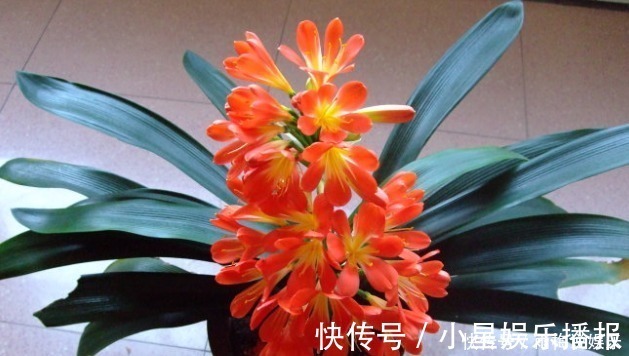 小知识|新手养护花卉,掌握3个方面,次次开花“爆盆”,叶片绿滴油!