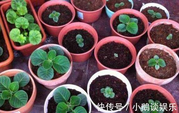 “耐阴”的3种花,枝条“掐下来”,往土里“插2根”,10天生根!