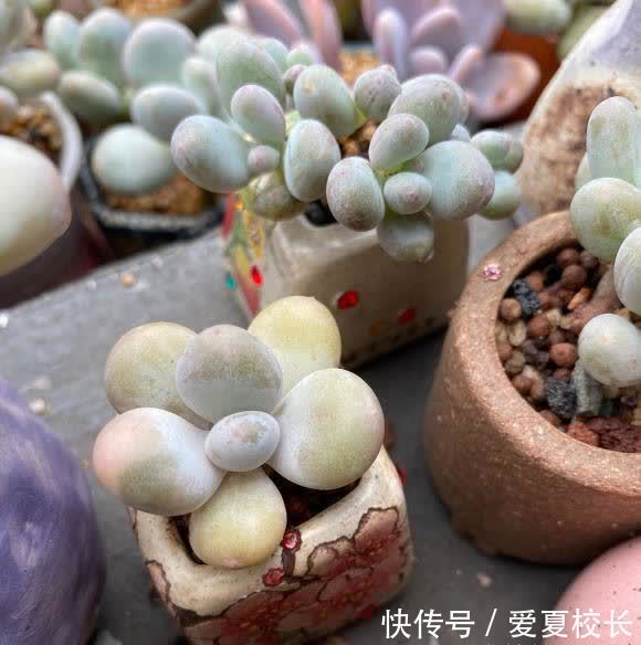 多肉|多肉养的时间久了,失去了兴致,家里还剩下这么多,该怎么处理