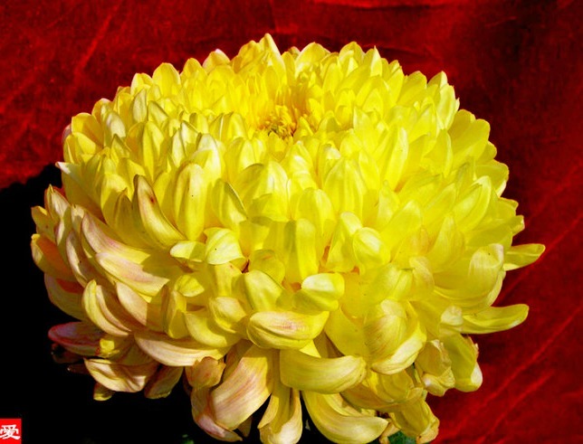 喜欢菊花,就养盆“菊中珍品”唐宇秋歌,似金辉缀宇,金光灿灿