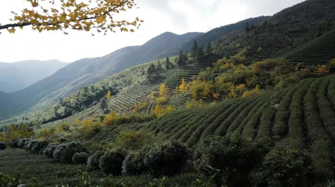 线路|登山好时节！余杭鸬鸟这些登山线路风景超美，赶快安排！