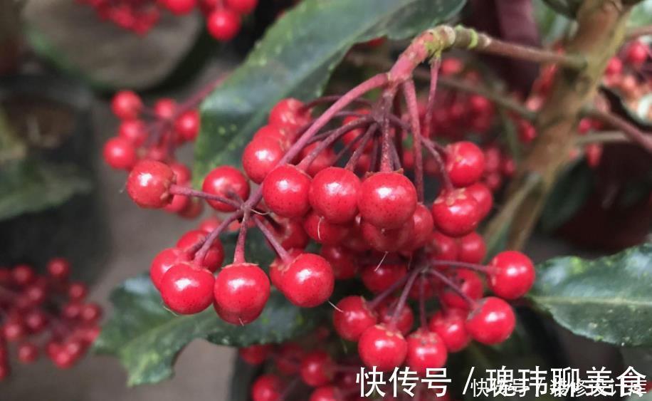 冬天养一盆朱砂根,红彤彤的果子挂满盆,寒冷的冬天带来不少年味