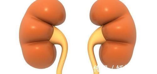 养肾|男性身体3处毛越多,肾脏或越强壮,若达标,祝贺拥有“黄金肾”