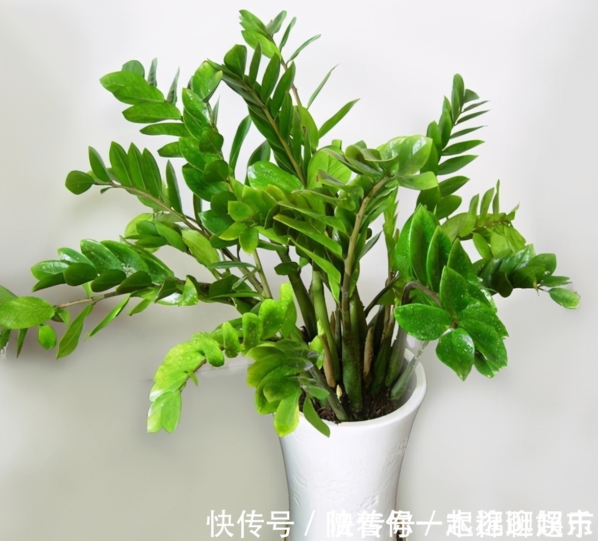 叶片|家中养一盆,有“灵气”的植物,油绿旺盛,招财旺家,平安,康健