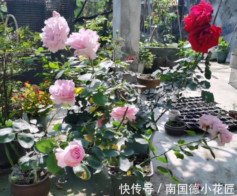 水溶性肥料|该怎么给月季施肥,需注意哪些地方?落实这4点事半功倍