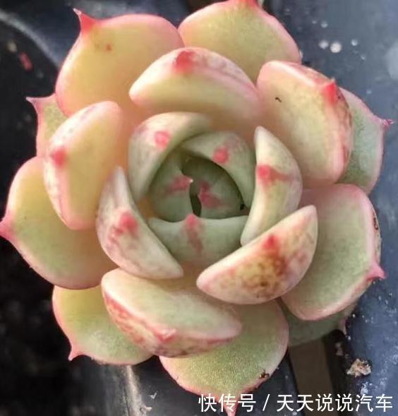 多肉植物|降低窒息风险,不可忽略的多肉饮水习惯