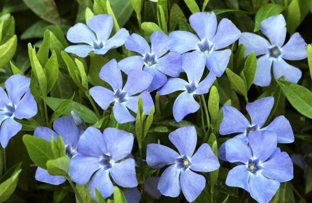 养花就养盆量大的,开花漂亮颜色鲜艳,家里养一盆,养出一片花海