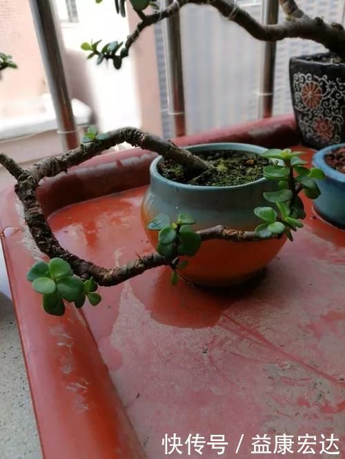 虎尾兰|客厅适合养的5种“耐旱花”，1个月不用浇水，反而爆盆！