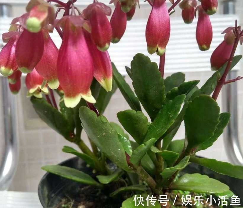 它是肉质“网红花”,寓意吉祥,掌握住技巧,植株轻松爆花