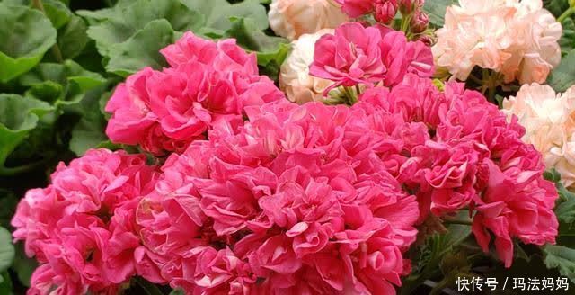 养天竺葵有“三喜三怕”,新手做好了,叶子油绿,花开不断