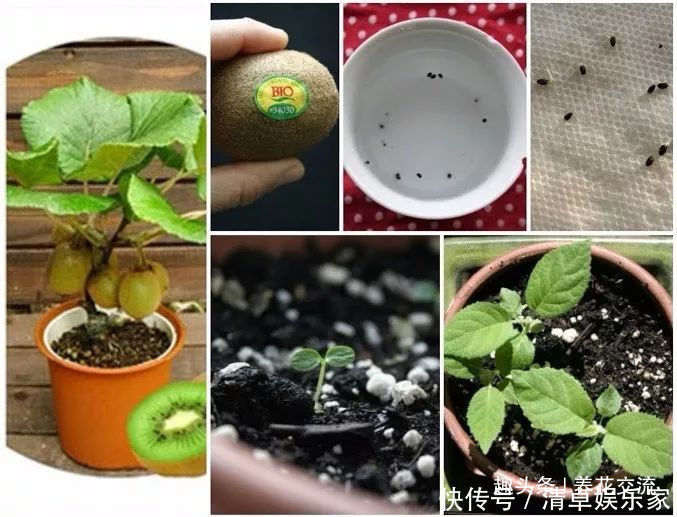 可爱|水果吃剩下的果核养成窗台上可爱的盆栽，你尝试过哪种