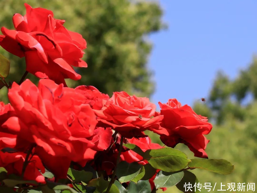 崇明|赏花正当时！花博南园姹紫嫣红，花色纷呈