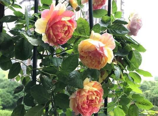 喜欢菊花,不如养盆彩蝶,花开清香扑鼻,花姿优雅,太美了