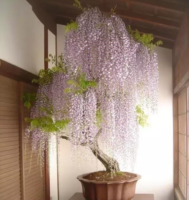 世界上又一奢侈品《盆栽》一盆就是一座房子！