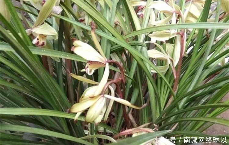 柳树枝|养兰花,给它喷点“生根水”,大白根直冒,长得肥肥壮壮!