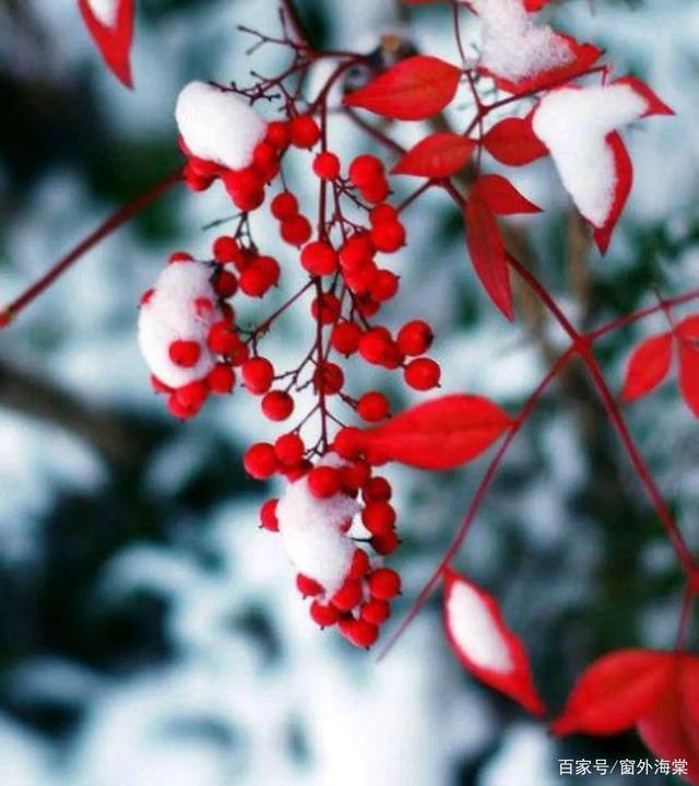 浅思#佳心无惧寒澈骨,浅思深汲待红梅