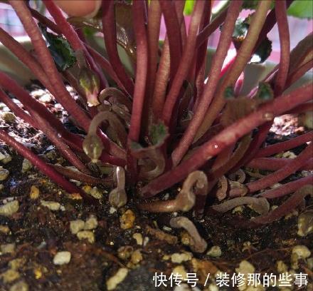 茶花|6种“娇气花”,天热谨慎买,回家就掉花苞,养不活太后悔