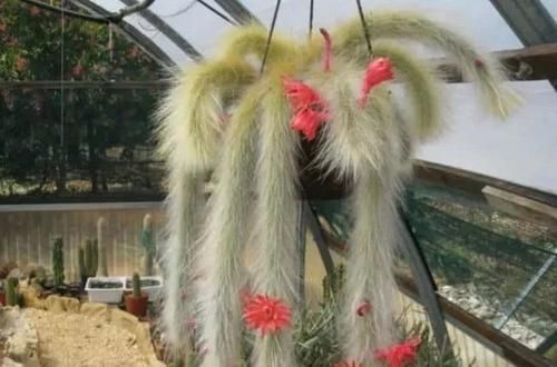 布纹|10种长相很怪异的盆栽植物,都很适合养在花盆里