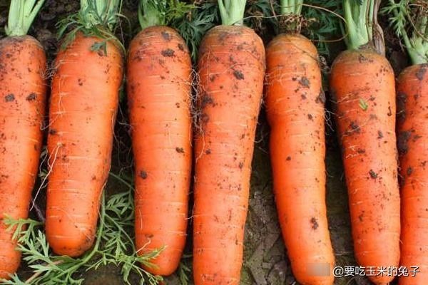  带泥土|为什么超市卖的胡萝卜光滑干净，超市员工说漏了嘴，原来是这样的
