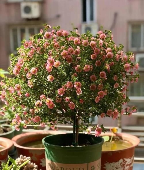 “最累”的8种花,花开连续几个月,一次开花几百朵!