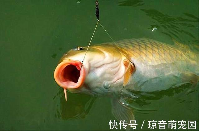 钓法|鲤鱼口滑不开口，试试这几招，只要有鲤鱼，不怕不开口