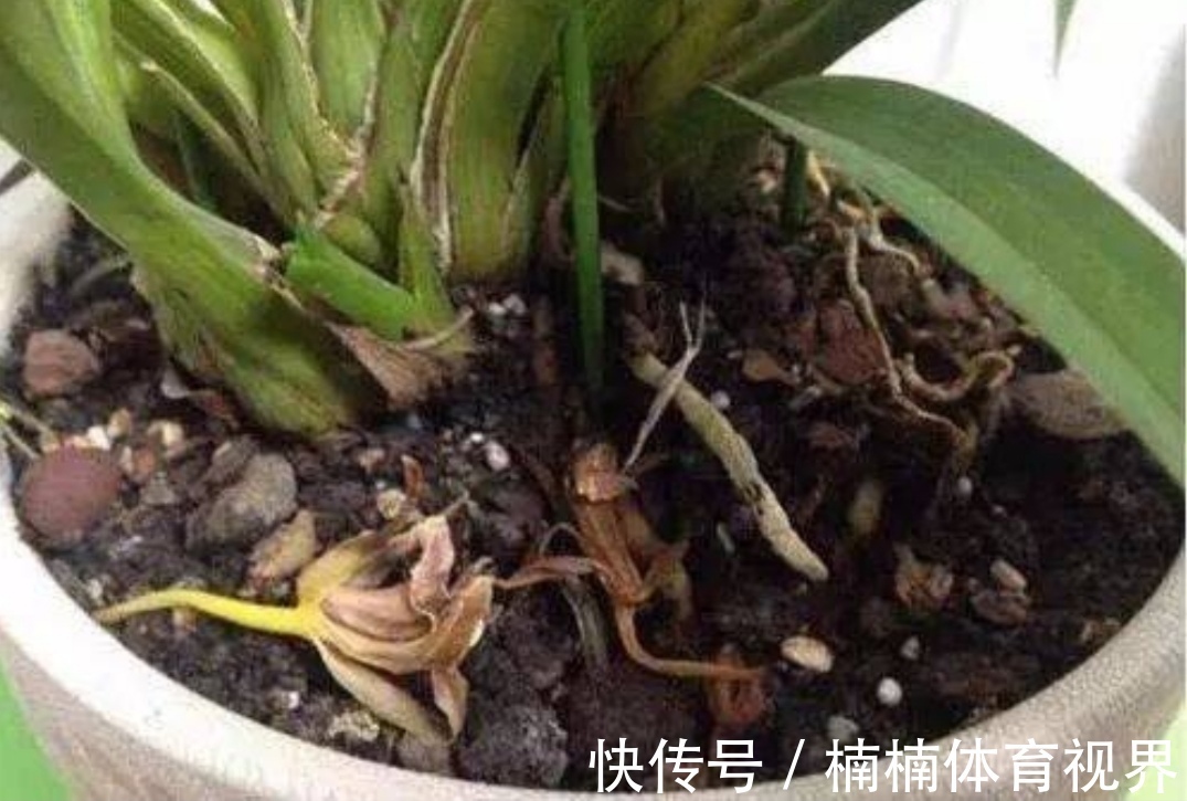 夏天养花,4种水别乱浇,不然花盆里滋生小虫子,很烦人