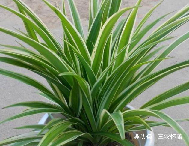 盆里放3种废渣,养花1年不用施肥,养啥旺啥,叶片肥得流油