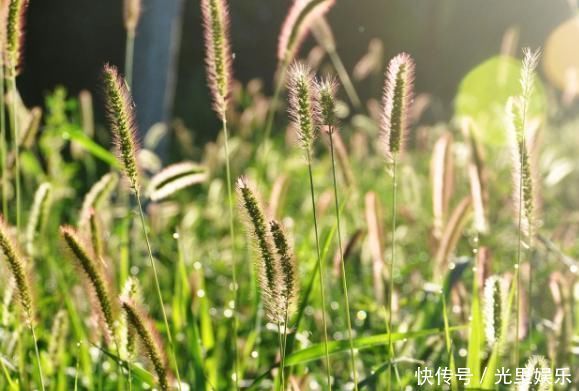 功效|农村常见的狗尾巴草,拿来泡水喝竟有这么多功效,后悔才知道