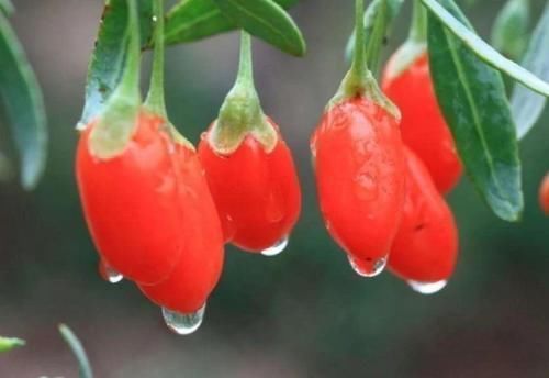 氨基酸|每天吃一小把枸杞,对身体有这么多好处?但血压高的人要注意