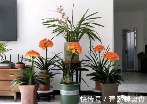 花根|高手都用啤酒养君子兰，具体有啥好处？可能很多人都不知道！