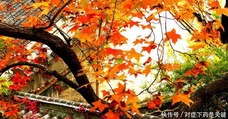 木匠来问意见,王安石在墙上写首妙诗,木匠四处找人请教后才明白!