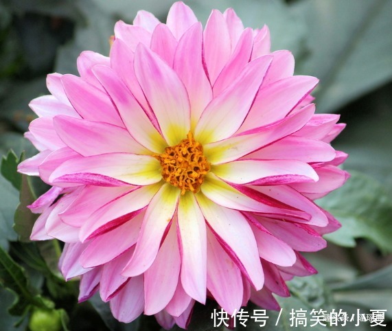 此花外形奇特品种极多,花姿优雅霸气傲然,是寿比南山的好寓意