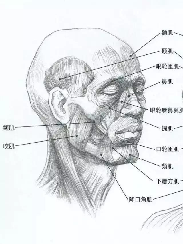 常理性&画不好素描头像？那你需要好好看下这篇文章