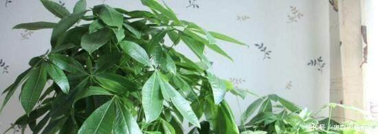 花友们|文竹、发财树,用这“水”养一养,一窜2米高,再也不黄叶!