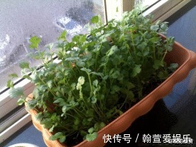 园子中种几棵香菜，调味时必备，方便又新鲜