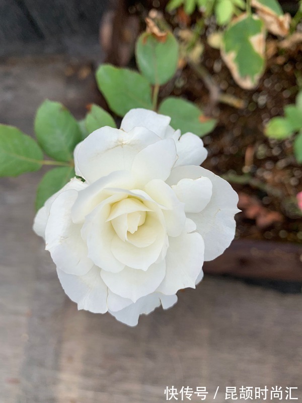 喜欢玫瑰,首选这款“精品玫瑰”心之水滴,似桃吐丹霞,亲切妖娆