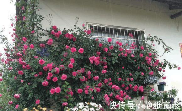扦插月季没一根成活?那是你方法不对,这样一插就活