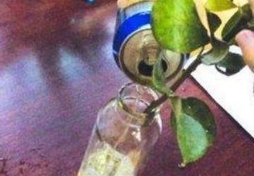 爆盆|这种“溶液”比柳树枝、蚯蚓粪都强,每家都能做,浇一点就爆盆