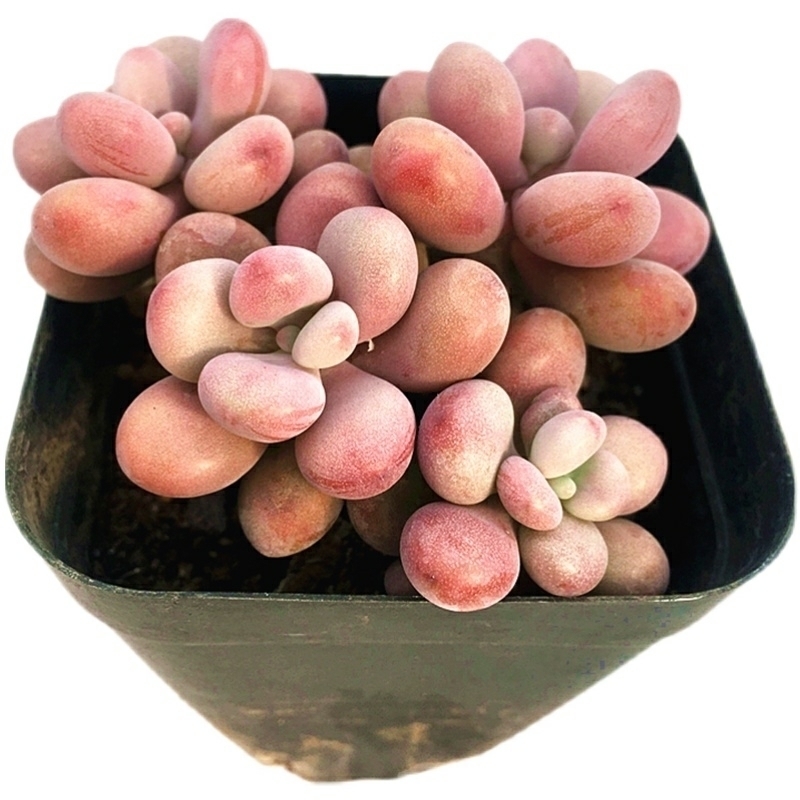 萌萌哒多肉已在渐渐苏醒,状态简直美翻了,看看你养了几种