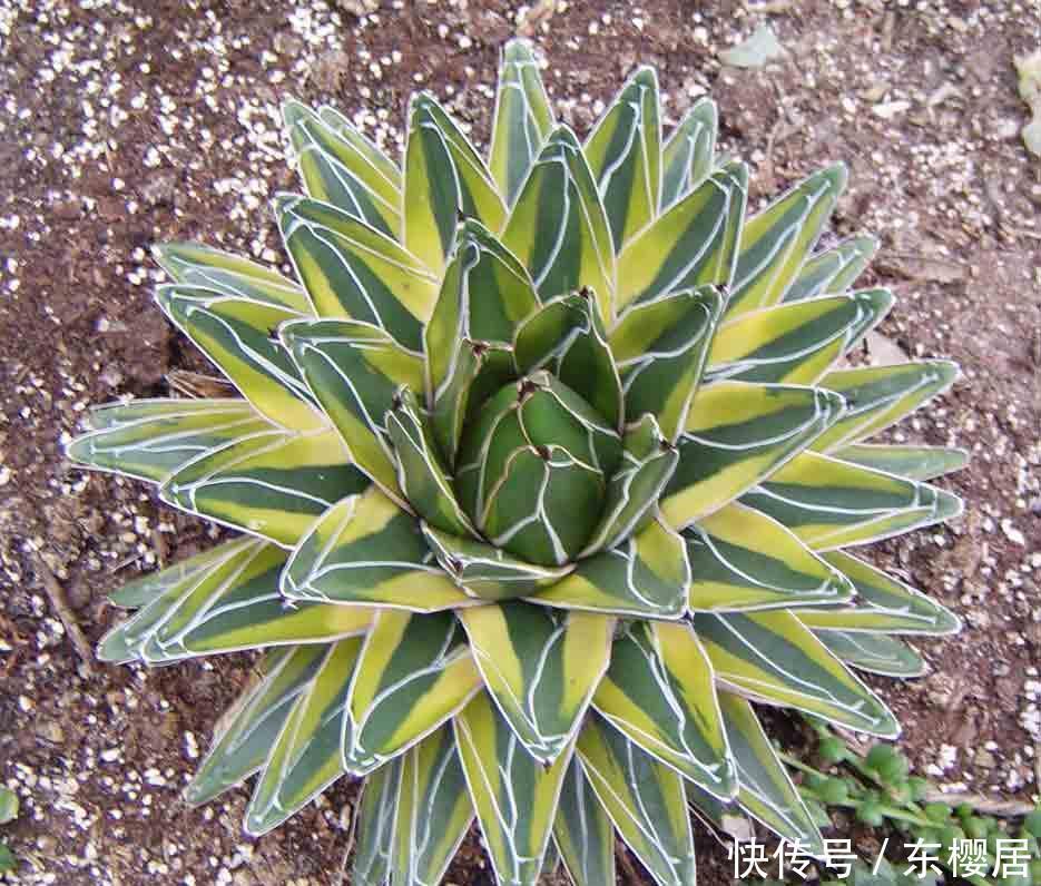 一种漂亮的盆栽，不怕寒冷，颜值高，繁殖快，很好养