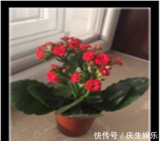 爆盆|长寿花只长叶不开花，教你两招，迅速开花爆盆