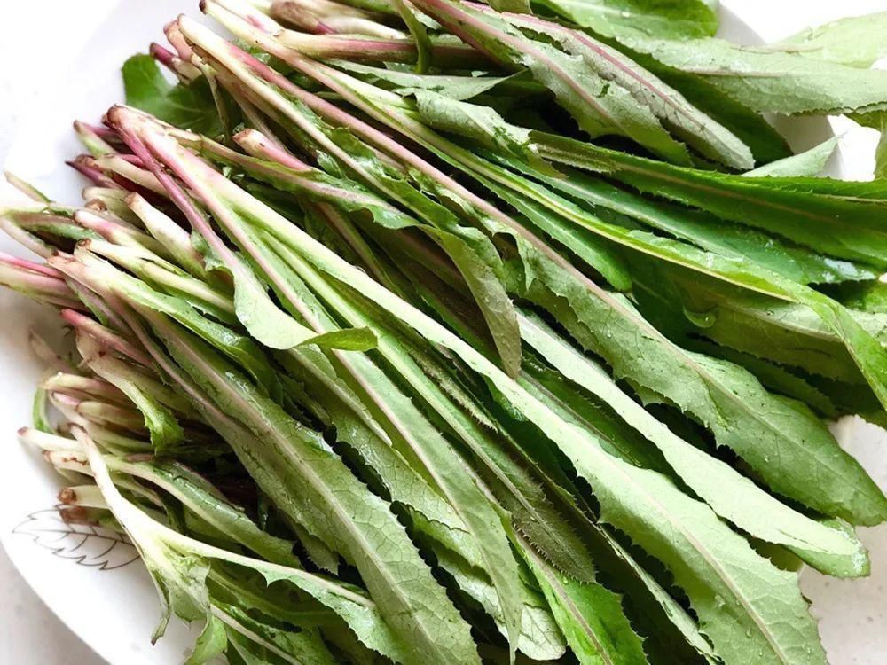 苦麻子|过去常用来喂猪,如今成上佳野菜,6、7元一斤,包饺子是一绝