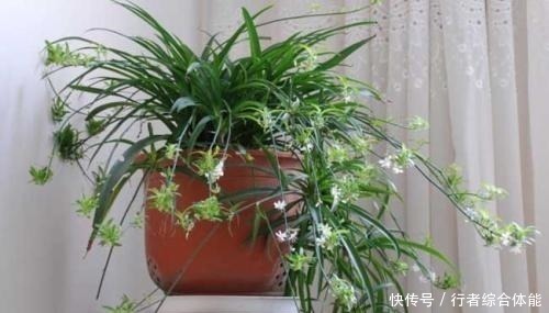 卫生间放了4盆花,味道立马不一样,除异味空气清新,叶绿油亮!