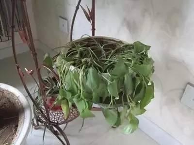 植物|快死的花卉这样做,能轻松起死回生!